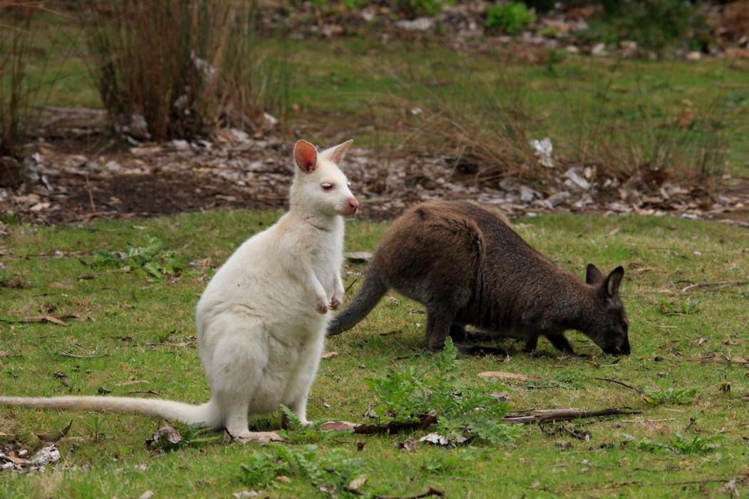 marsupial